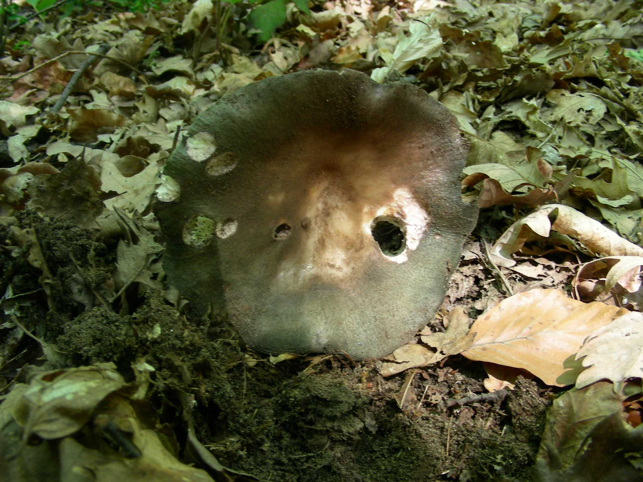 1358 Maggio vecchio ritrovamento